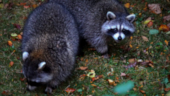 Ratons Laveurs_01 dans la cour.jpg
